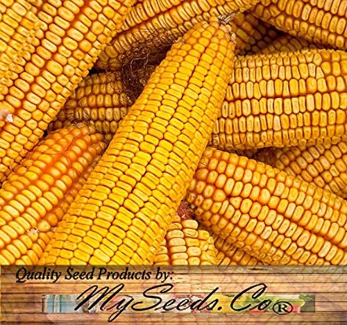 1 lb (1,600+ Seeds) Reid's Yellow Field Corn Seed (OP) Open pollinated Variety - Non-GMO Seeds by MySeeds.Co (1 lb Reid