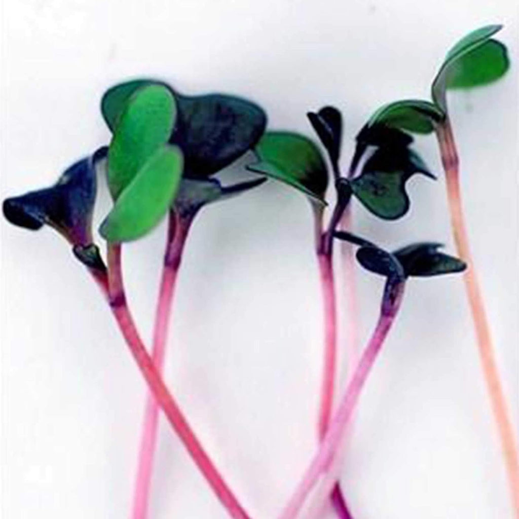 Mountain Valley Seed Co Spicy Micro Salad Mix Microgreens Seeds 1 Lb | Non-GMO Seed Blend: Broccoli, Kale, Mustard