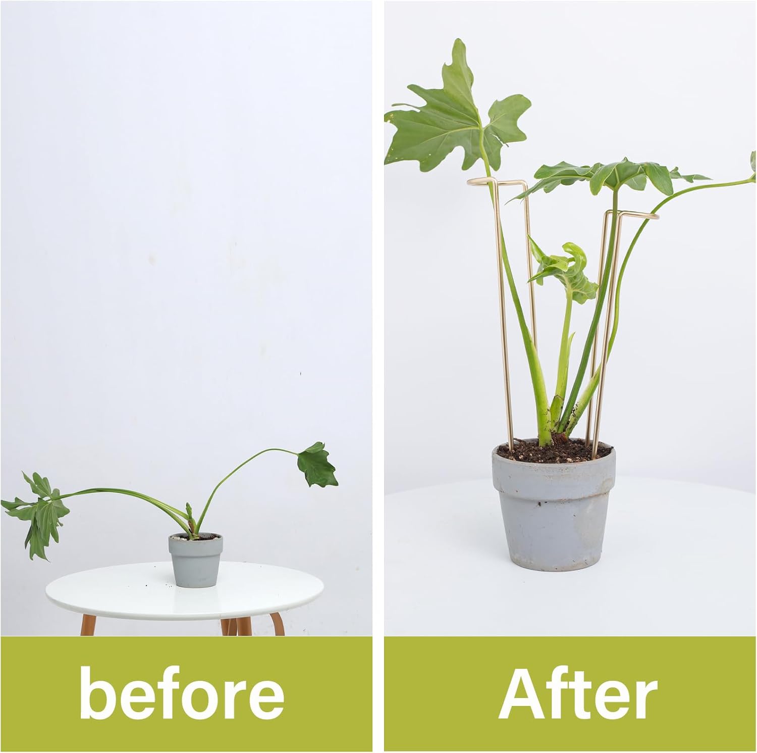 12" Monstera Support - 10 Pcs Plant Support for Indoor Plants | Indoor Plant Trellis & Stakes, Monstera Support Ring