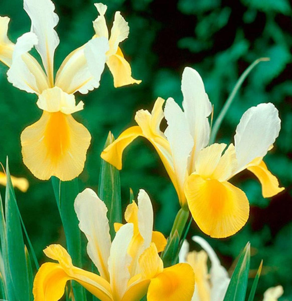 Montecito & Miss Saigon Iris Mix Bulbs - Perennial Dutch Iris, Fragrant Blooms | Spring Flowering 15x Montecito and 15x
