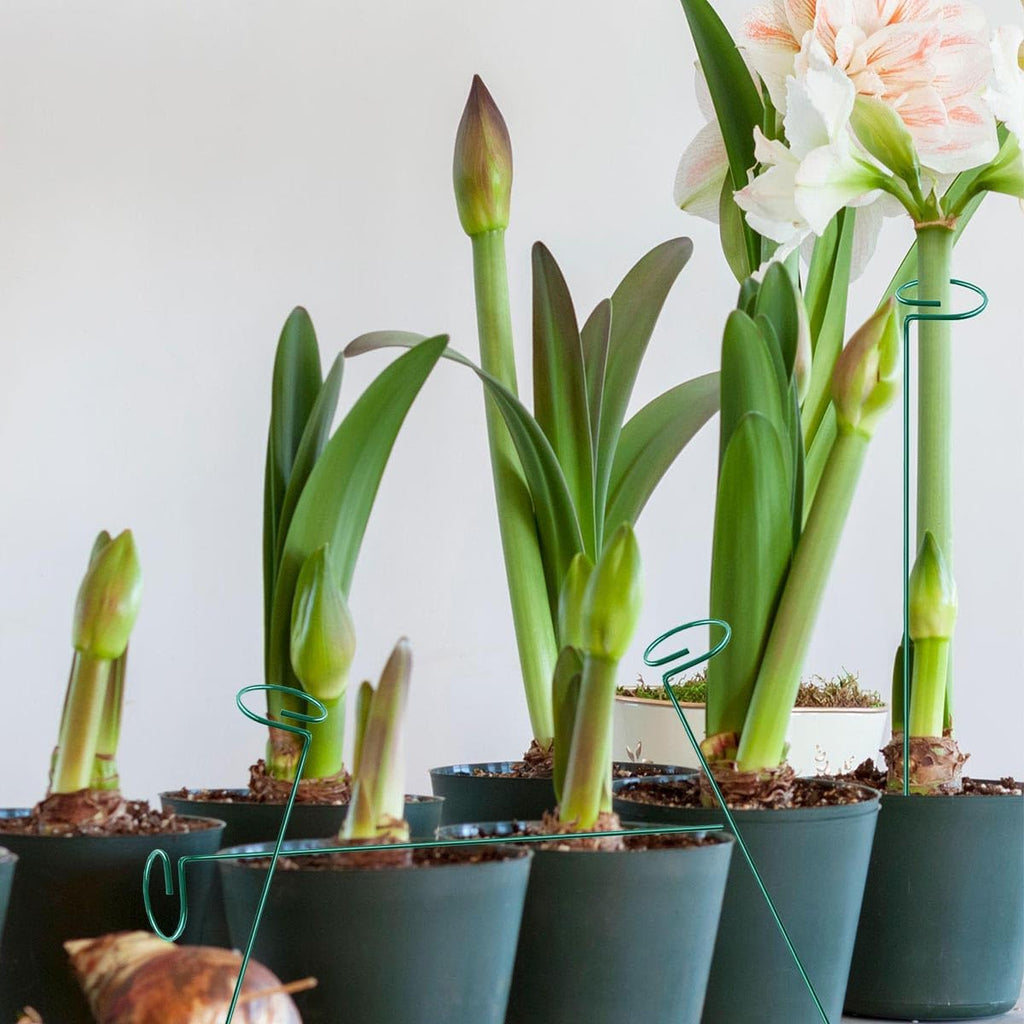20 Pieces 24 inch Green Single Stem Plant Stakes Flower Support Rings,Gardening Planter Cages for Single Stem Flowers