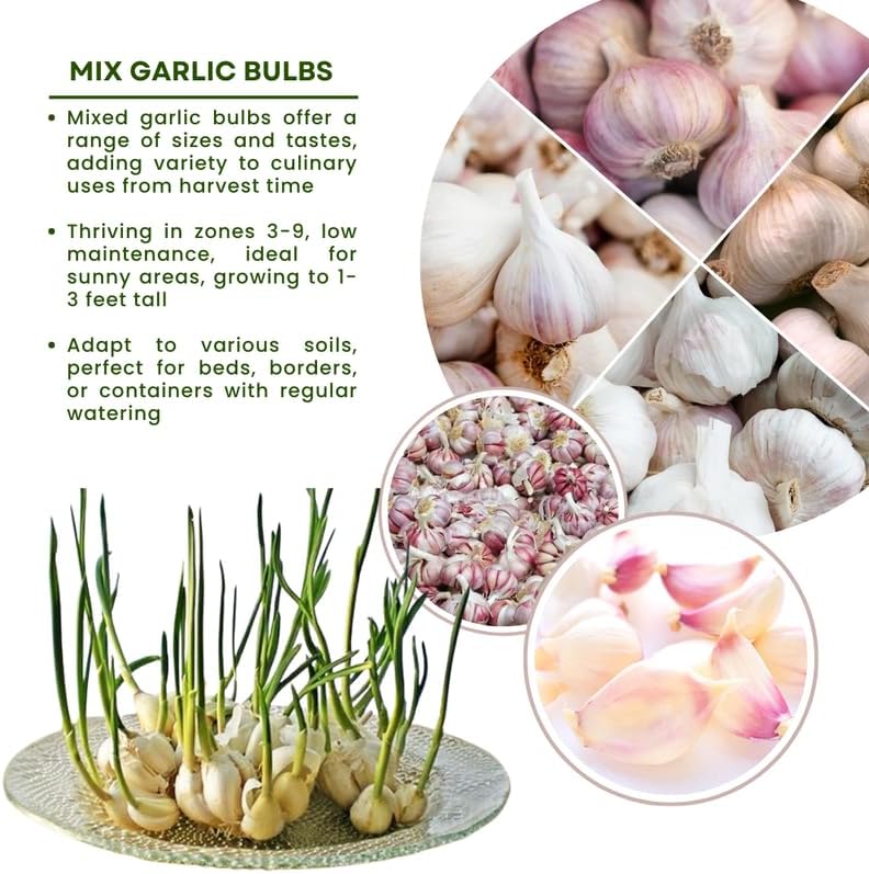 1 Lb Mix Hardneck Garlic Bulbs for Planting, Vegetable Garden | High Yield, Well-Drained Soil, Zones 3-9 Hardy, Autumn
