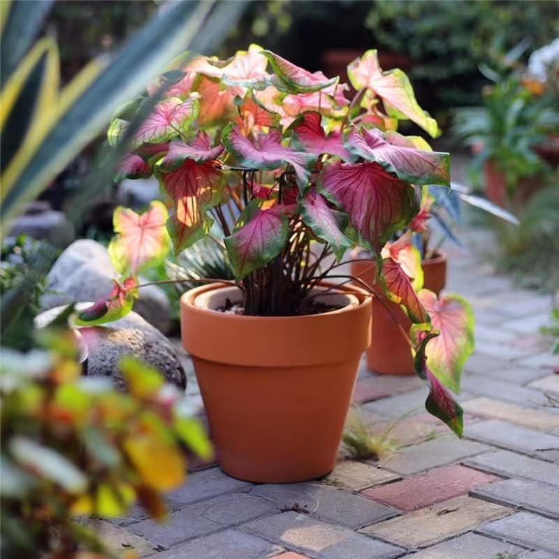 OLEEP Clay Pots - 10 Pack (5.5 inch) Large Terra Cotta Plant Pot with Drainage Hole,Garden Pots, Clay Planters Pot
