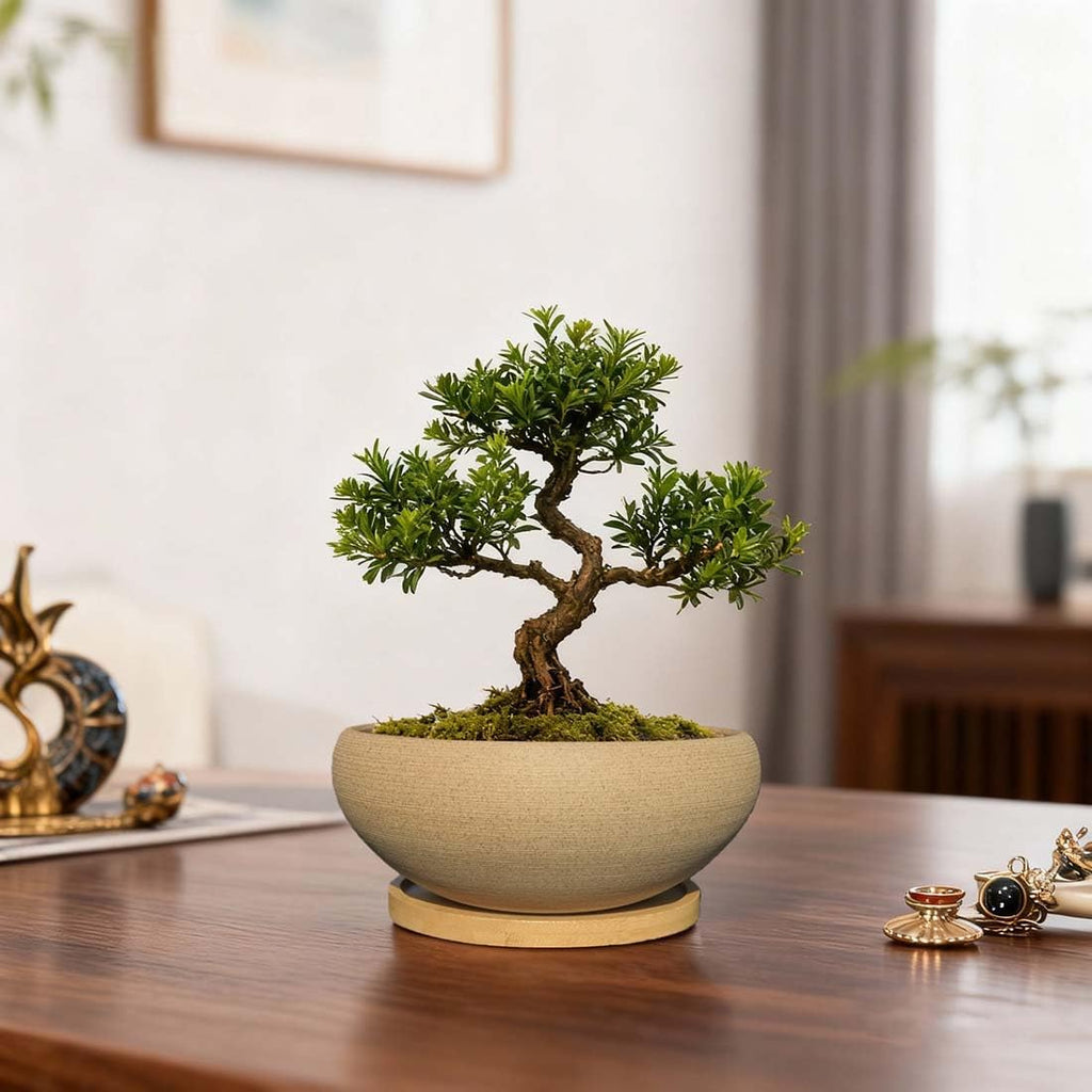 MUZHI 2 Pack 8+6 Inch Plant Pot - Natural Unglazed Ceramic Bonsai Pot with Bamboo Saucer, Large Vintage Clay Shallow