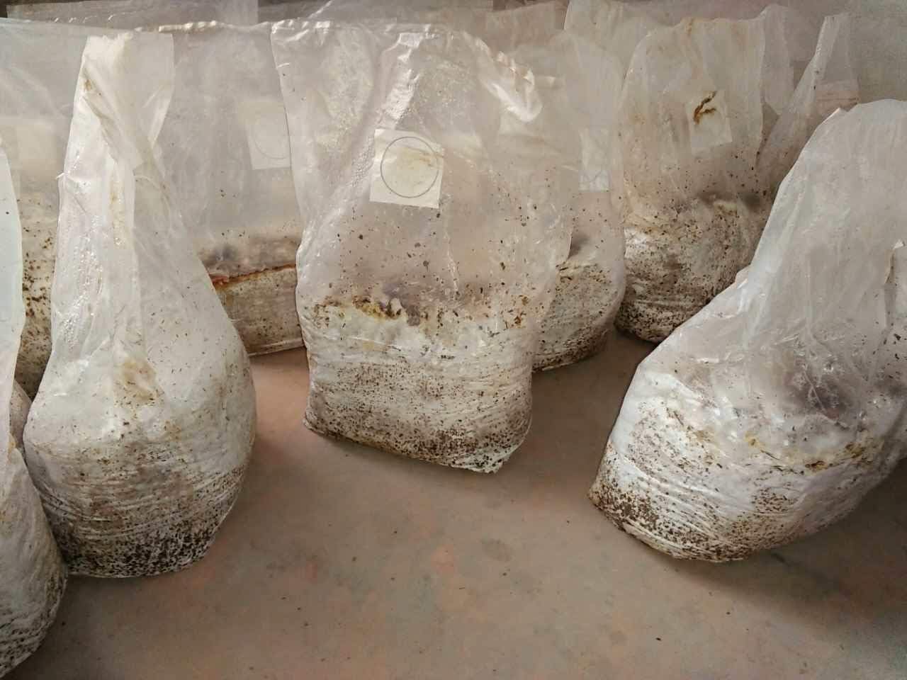 Mushroom Bags,Mushroom Grow Bag/Farm-Mushroom Spawn Bags/Sealable Spawn/Myco Bags,Large Size 8" X 5" X 19",0.5 Micron