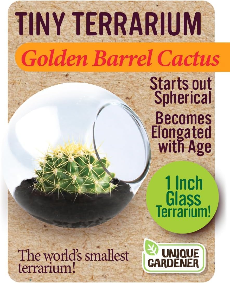 Tiny Terrarium Plant Seeds 6 Variety Cacti Pack, DIY Indoor Succulents and Live Plants for Home or Garden Planting