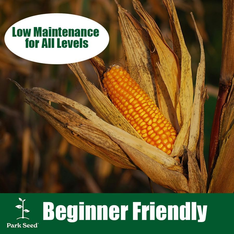 Park Seed 3 Sisters Collection – Grow Corn, Beans & Squash Together for Mutual Support, Includes Ambrosia Corn, Algarve