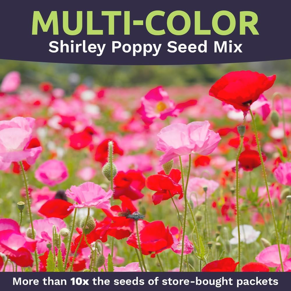 Shirley Poppy Seeds – Mixed Colors – Bulk Quarter Pound Bag – Over 800,000 Open Pollinated Non-GMO Wildflower Seeds –