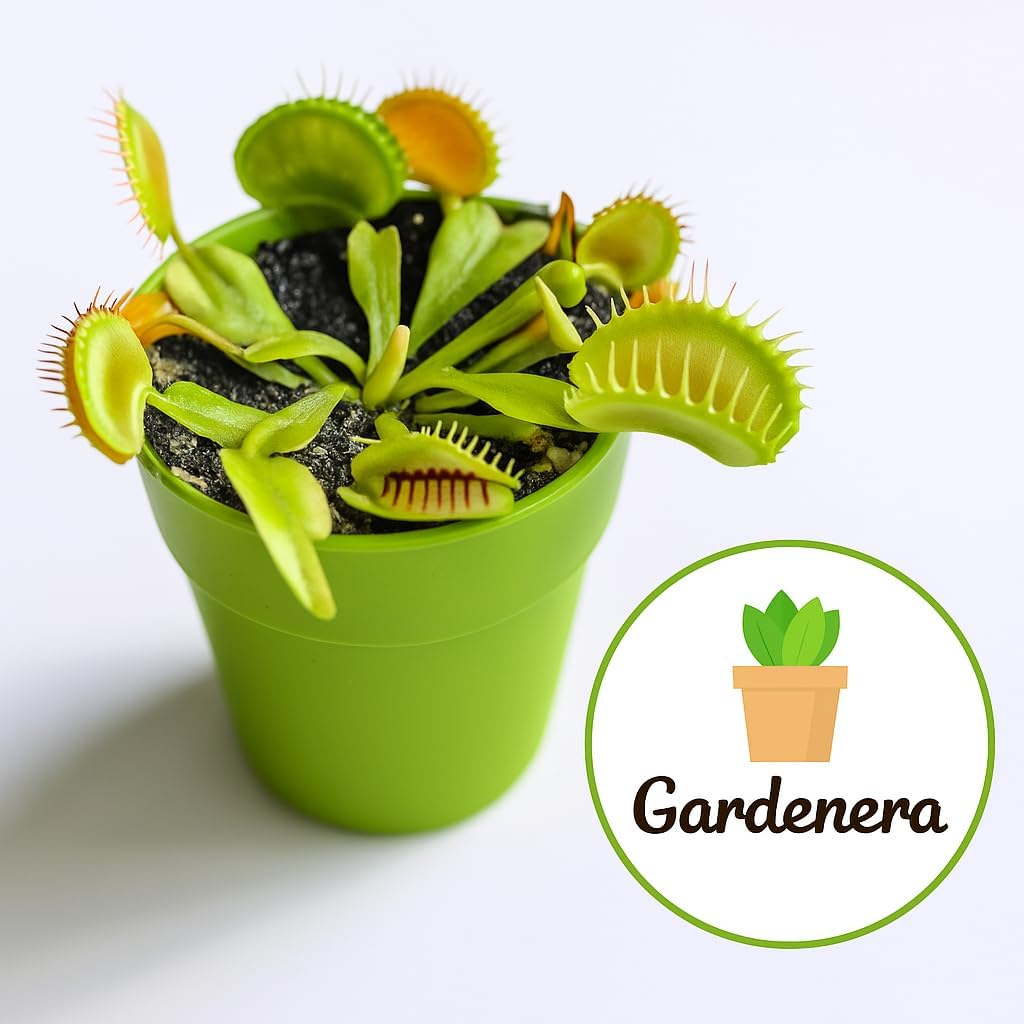 Sphagnum Moss Potting Mix for Carnivorous Plants, Moss and Perlite Blend for Potting Venus Fly Traps, Sarracenia