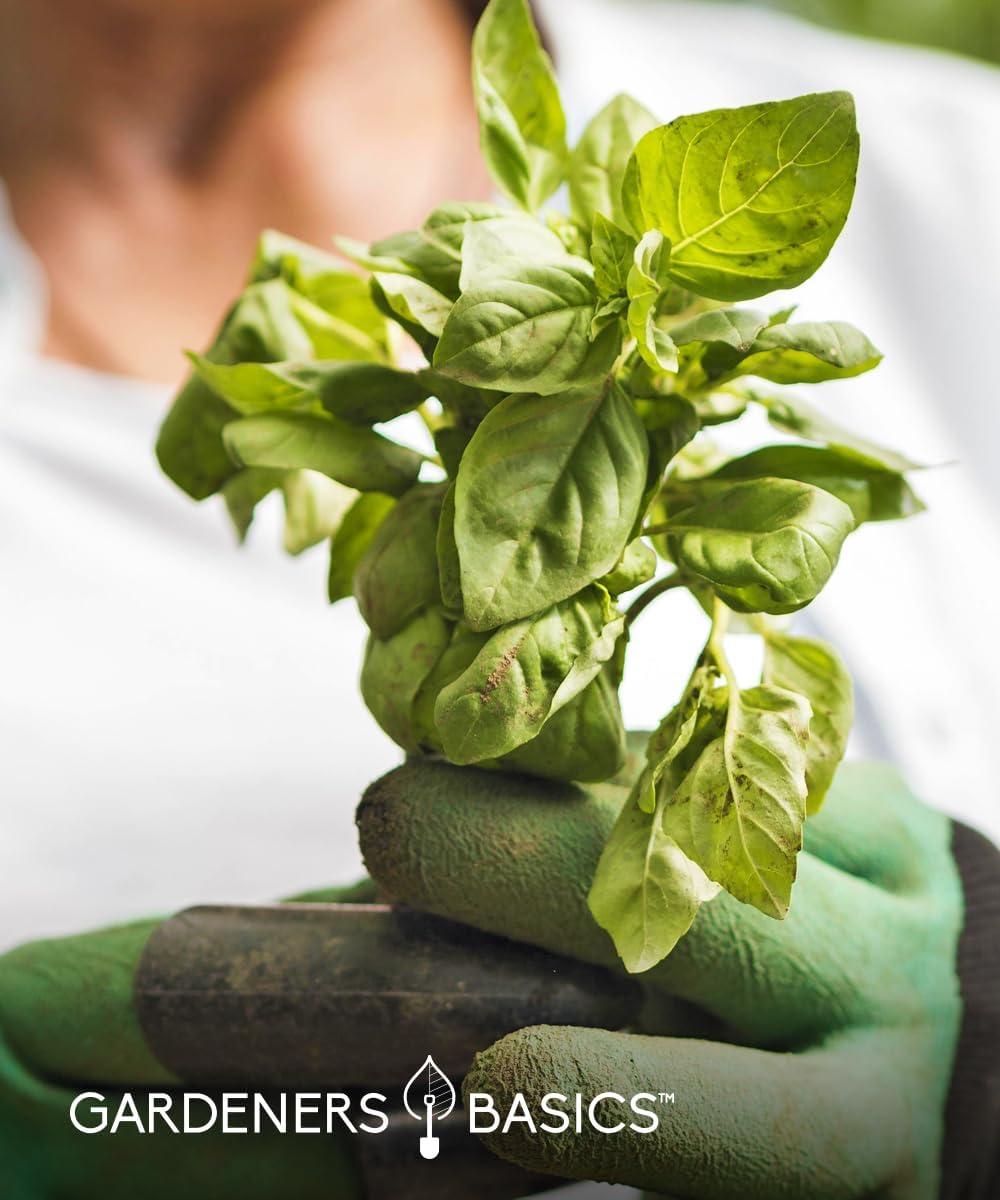 Hydroponic Indoor Pepper Growing Kit – Indoor Pepper Variety Pack Featuring Green Bell, Anaheim, Jalapeno, Cayenne