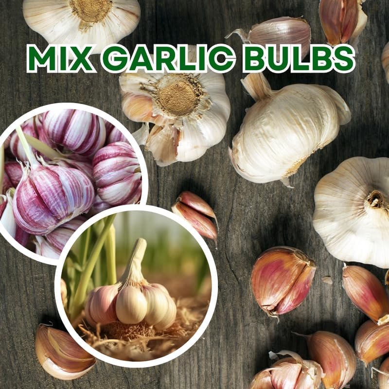 1 Lb Mix Hardneck Garlic Bulbs for Planting, Vegetable Garden | High Yield, Well-Drained Soil, Zones 3-9 Hardy, Autumn