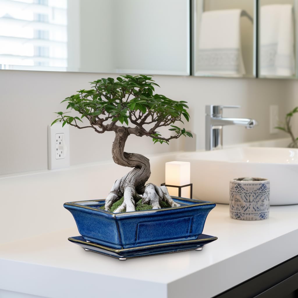 Villa Como Set of 2 Bonsai Pots with Drainage Tray, 7.5" Bonsai Planters | Blue Glazed Ceramic Bonsai Tree Pots