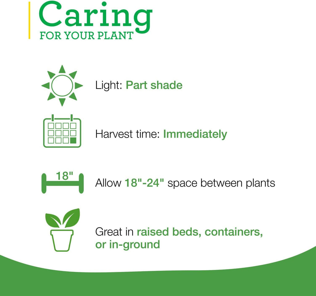 Bonnie Plants Catnip Live Herb Plants - 4 Pack, Pet Friendly, Grows Great In Containers, Fresh For Cats & Dries For Cat