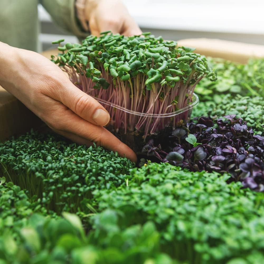 Microgreens Variety Pack (10 Varieties, 2 LBS+, Cabbage, Broccoli, Beet, Radish, Kale, Collard, Mustard, Arugula