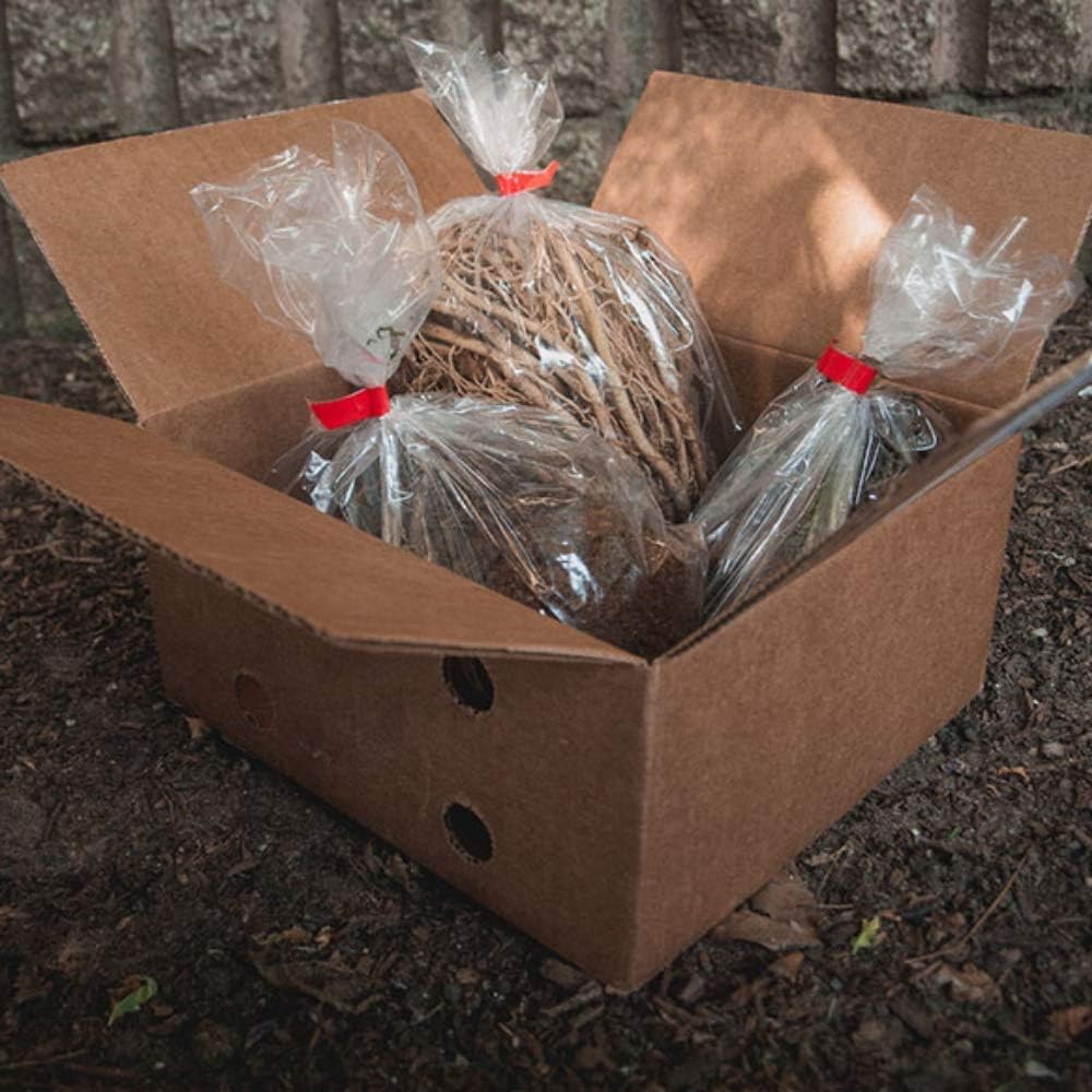 Fantastic Deal - 12 Bare Roots Hosta Plants - Mixed Heart-Shaped Hosta - Rich Green Foliage, Low Maintenance, Heart