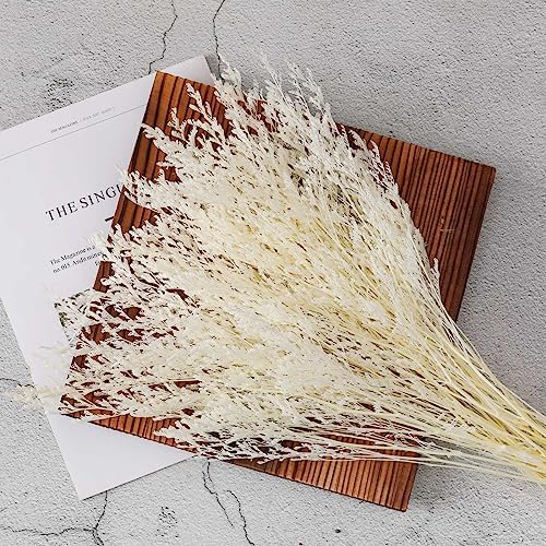 Dried Flower Bouquet, 17'' Dry White Caspia Flowers Bundle for Vase Decor