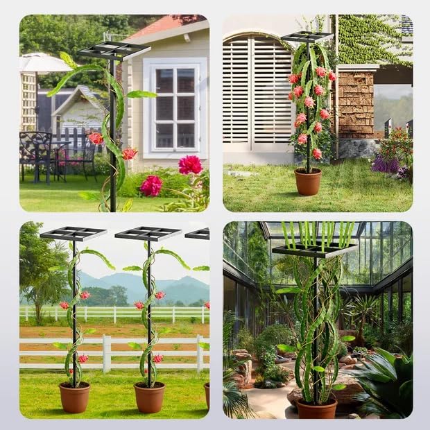 2 Pcs Dragon Fruit Trellis for Climbing Plants, Adjustable Metal Plant Trellis, Outdoor & Indoor Garden Trellis for