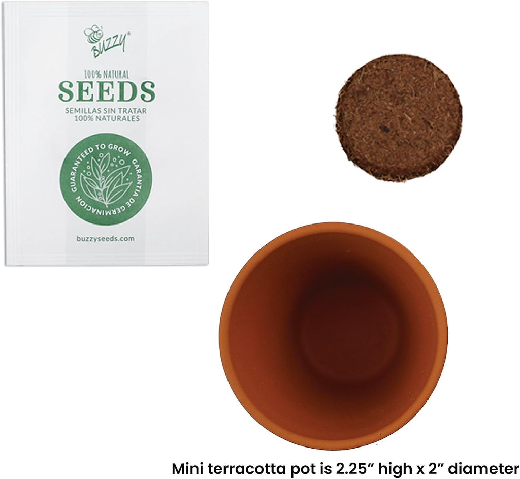 BUZZY Seeds Daisy Grow Kit, Bulk 20-Pack - Mini Terracotta Pot Grow Set - Complete Indoor/Outdoor Gardening Kit with