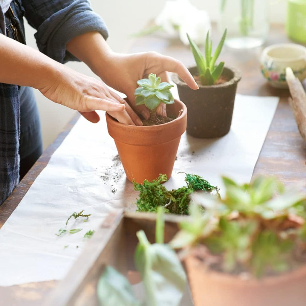 Sderoq 3 Inch Terracotta Pots - 22Pack Clay Flower Pots with Drainage Hole, Succulent Nursery Pot/Cactus Plant Pot.