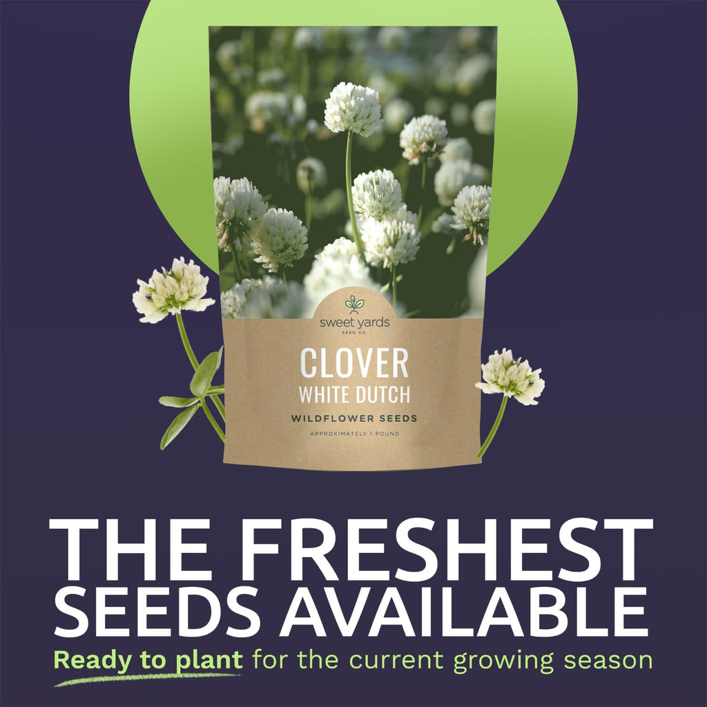 White Dutch Clover - Bulk 1 Pound Pouch - 600,000 Flower Seeds for Planting - Trifolium repens