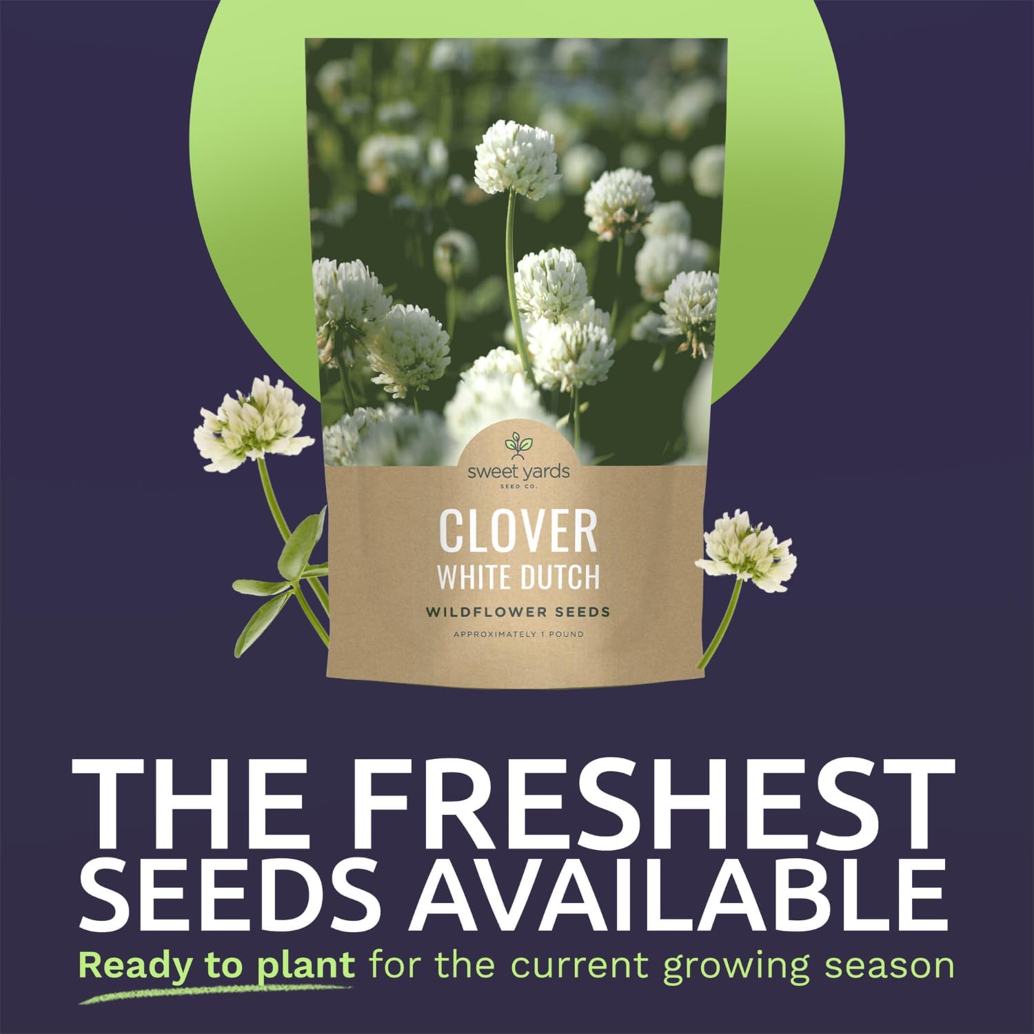 White Dutch Clover - Bulk 1 Pound Pouch - 600,000 Flower Seeds for Planting - Trifolium repens