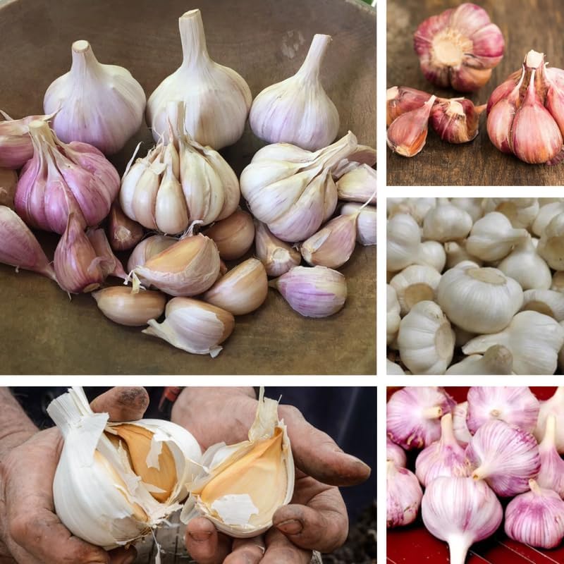 1 LB Mixed Garlic Bulbs for Planting in Fall, Hardneck Softneck Top Size | Fall Garlic Bulbs, Mix Random, Fresh and