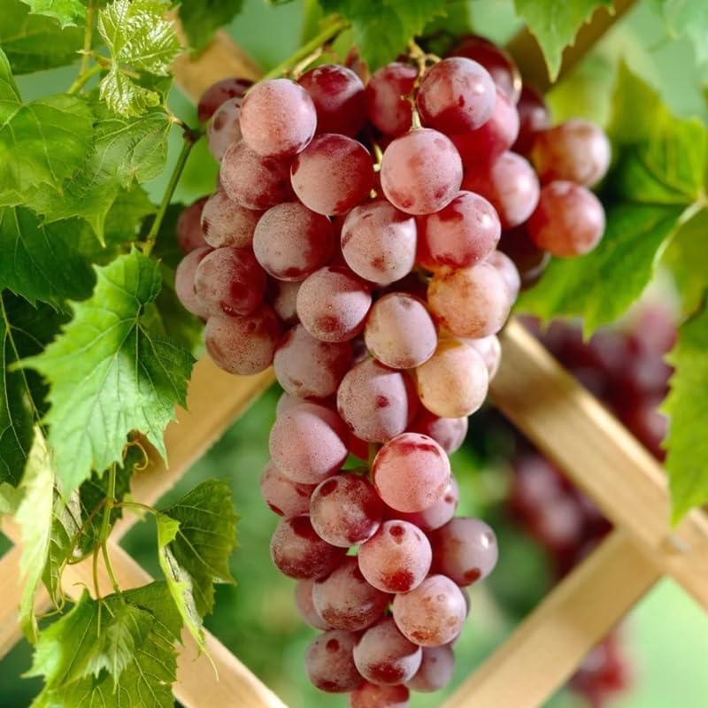 Red Grape Live Plant, Perennial Fruit Vine | 2 Year Old, Self Fruitful, Moderate Watering, Full Sun, Well-Drained Soil