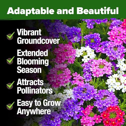 HOME GROWN Verbena Moss Seeds, 6,000+ Seeds, Verbena tenuisecta