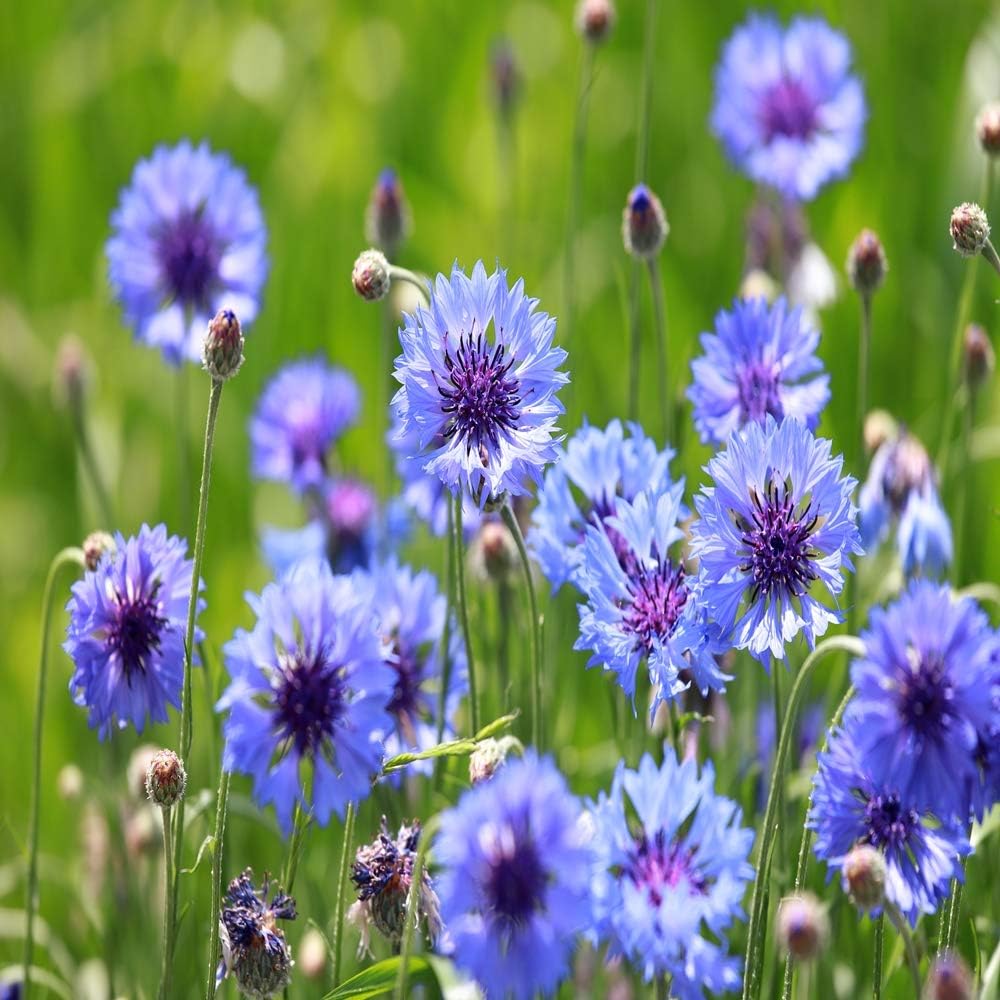 Outsidepride Blue Cornflower Seeds for Planting - 1 lb. Annual Bachelor's Button Flower Seeds for Cut Flower Gardens
