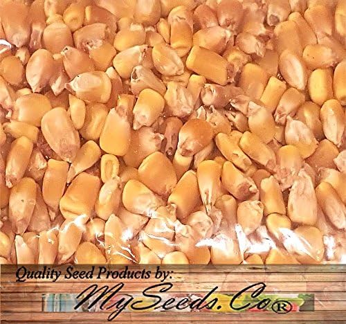 1 lb (1,600+ Seeds) Reid's Yellow Field Corn Seed (OP) Open pollinated Variety - Non-GMO Seeds by MySeeds.Co (1 lb Reid
