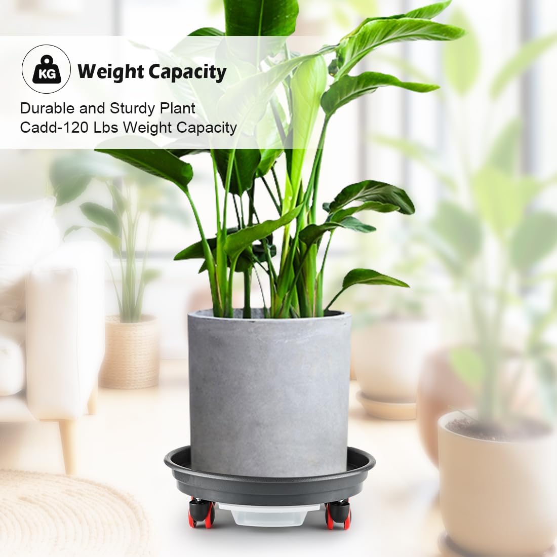RooTrimmer 13 Inch Plant Stand Rolling Tray Plant Caddy with Wheels and Removable Drainage Holes and Drip Tray Plant