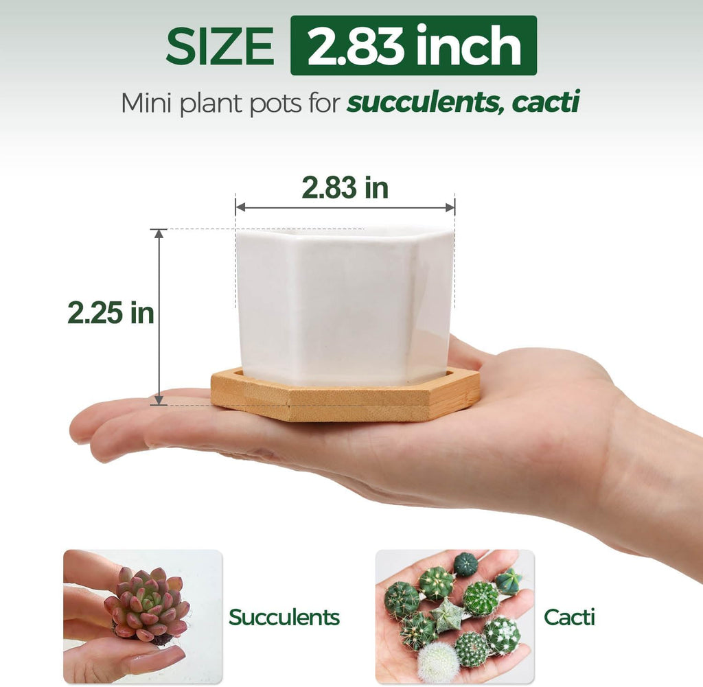 T4U Small Succulent Pots 12 Pack, Mini Flower Planters with Drainage White | Live cactus bonsai starter, Indoor