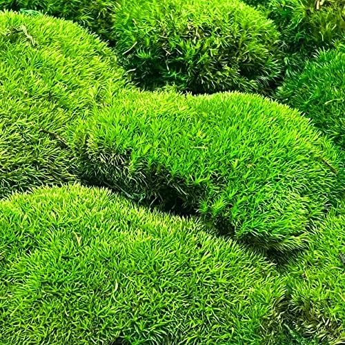 Preserved Pole Moss Pillow Bun Cushion Natural Green Decorative Real Natural Green DIY Kit Terrariums Gardenning Art