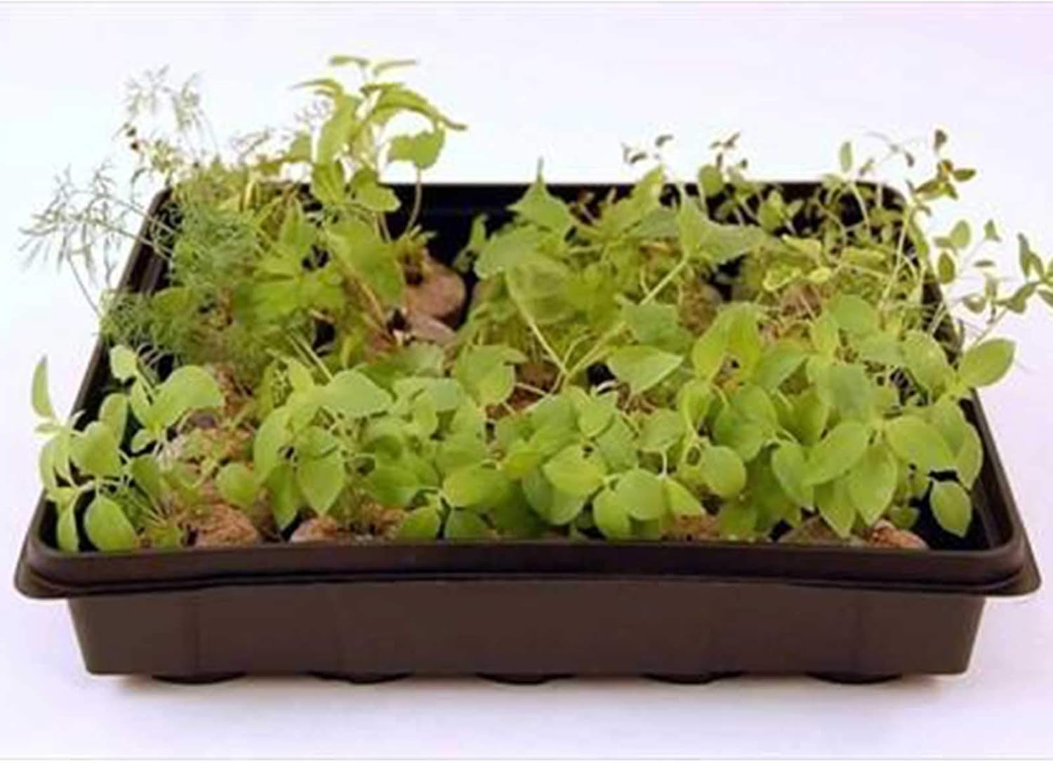 10" x 10" Garden Growing Trays with Drain Holes - 10-pack Recyclable Plastic Plant Trays for Wheatgrass Sprouting Tray