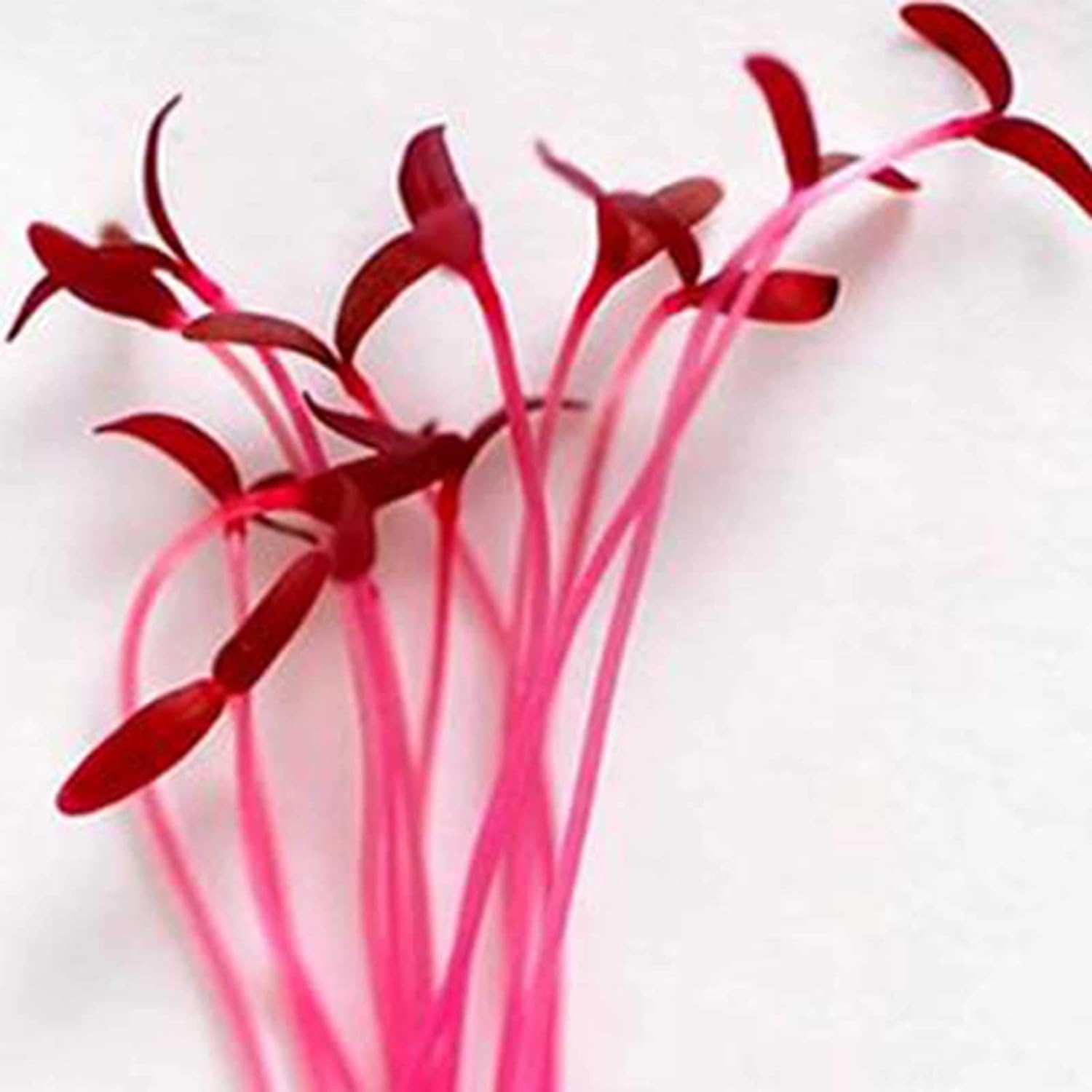 Mountain Valley Seed Co Red Garnet Amaranth Microgreens Seed 1 Lb Bulk Seed | Growing Micros, Indoor Gardening, Micro