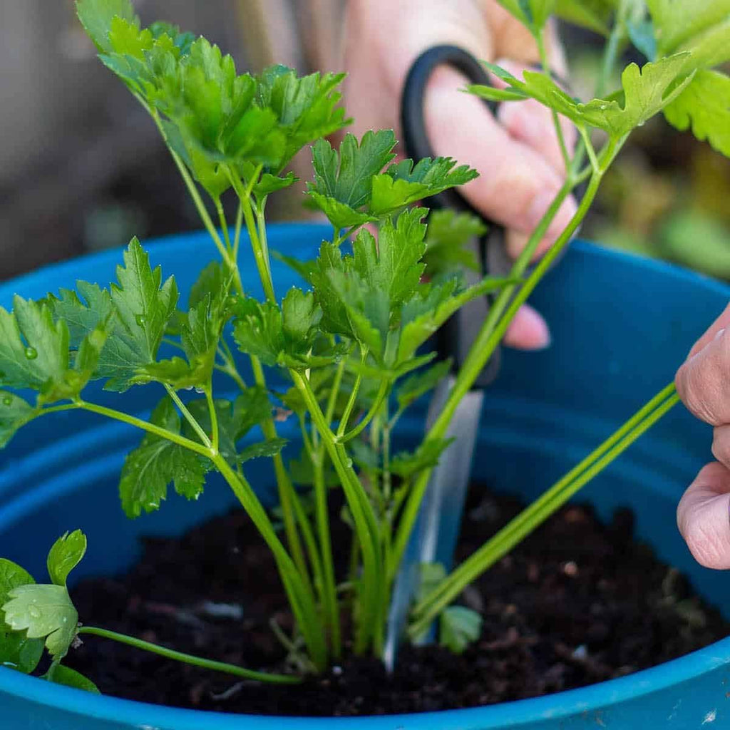 Parsley Plant Potting Soil - Enhance Flavor and Health with Professional Grade Nutrient-Rich Mix - 3 Quart