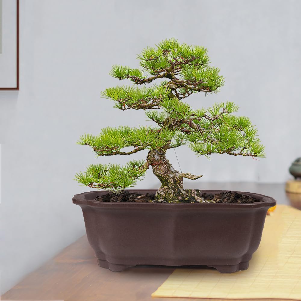 MUZHI 2 Pack 8" Unglazed Ceramic Bonsai Tree Pot Training Planter with Drainage Wiring Hole, Breathable Handmade Zisha