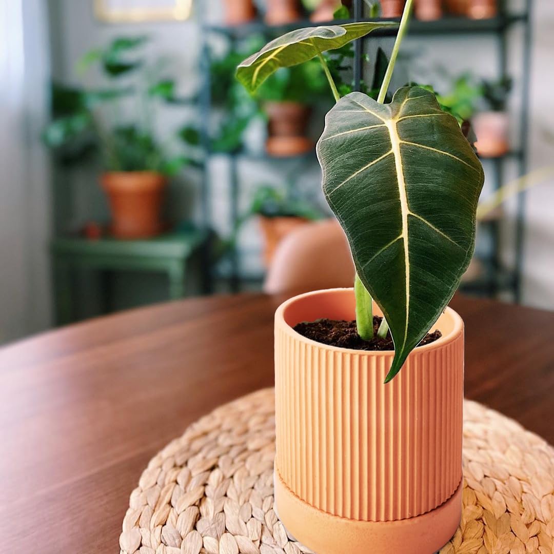 HERDUK Small Modern Terracotta Pots, 4.2 Inch Ribbed Textured Clay Planter Pots with Drainage Hole & Saucer, Garden