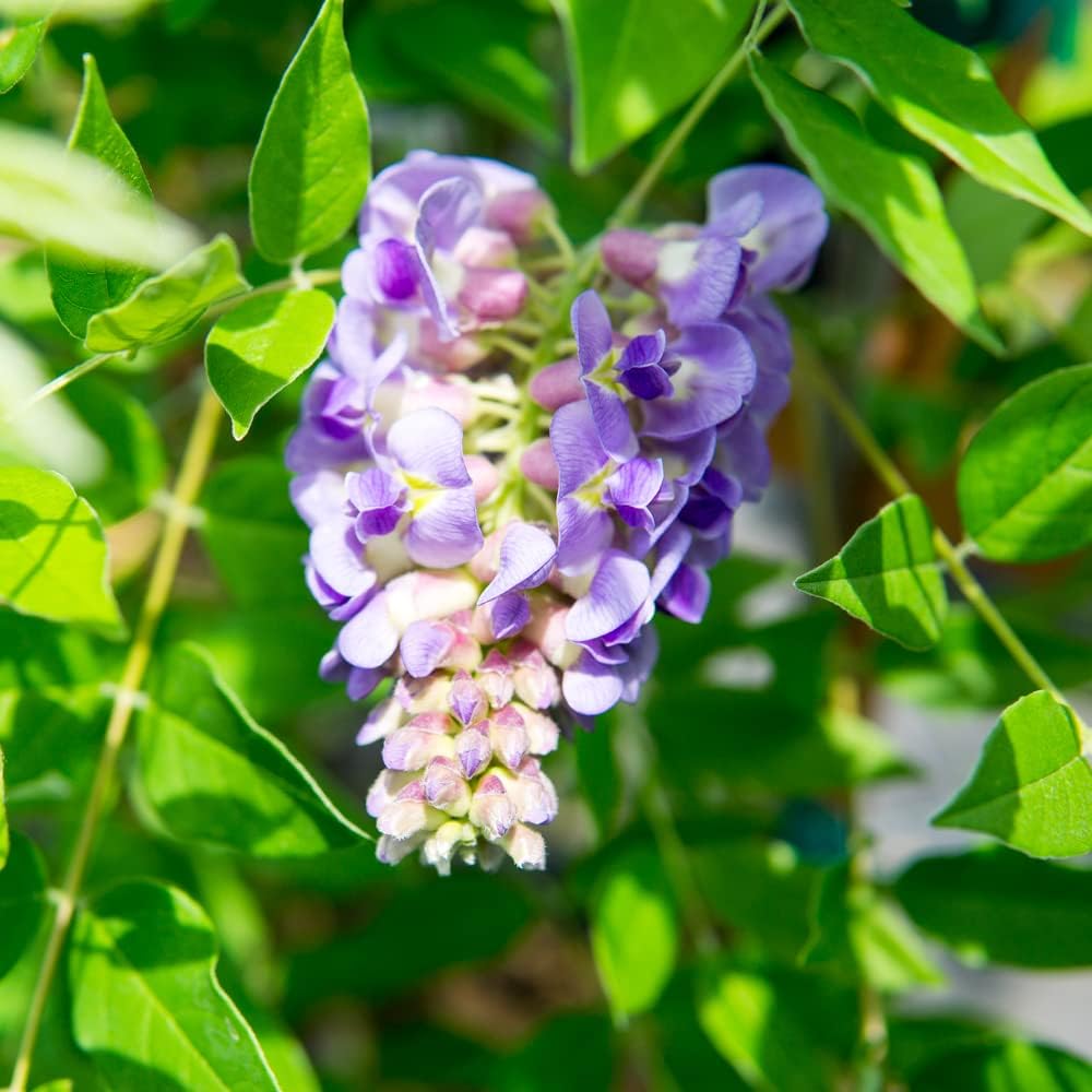 Perfect Plants Amethyst Falls Wisteria Live Plant, 1 Gallon, Vine | Fragrant purple blooms attract bees and