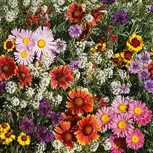 Outsidepride Birds & Butterfly Wild Flower Seed Mix - 1 Lb. Premium Blend of Annual & Perennial Wildflower Seeds for