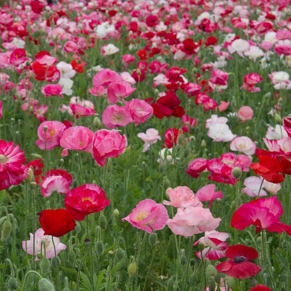 Outsidepride Shirley Poppy Seeds for Planting - 1 lb Annual, Drought-Tolerant & Easy to Grow Wildflower Seeds with