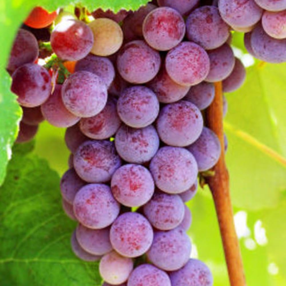 Red Grape Live Plant, Perennial Fruit Vine | 2 Year Old, Self Fruitful, Moderate Watering, Full Sun, Well-Drained Soil