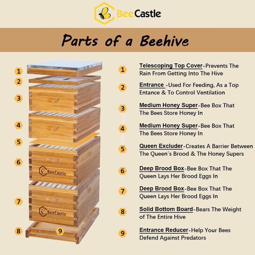 BeeCastle 8 Frame Langstroth Bee Hive Coated with Beeswax Includes Beehive Frames and Waxed Foundations (2 Deep Boxes &