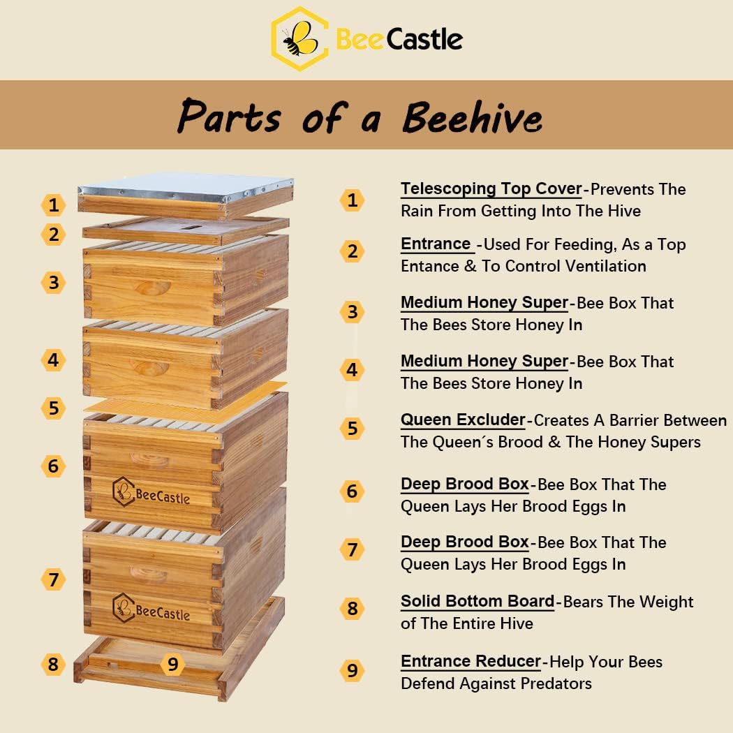 BeeCastle 8 Frame Langstroth Bee Hive Coated with Beeswax Includes Beehive Frames and Waxed Foundations (2 Deep Boxes &