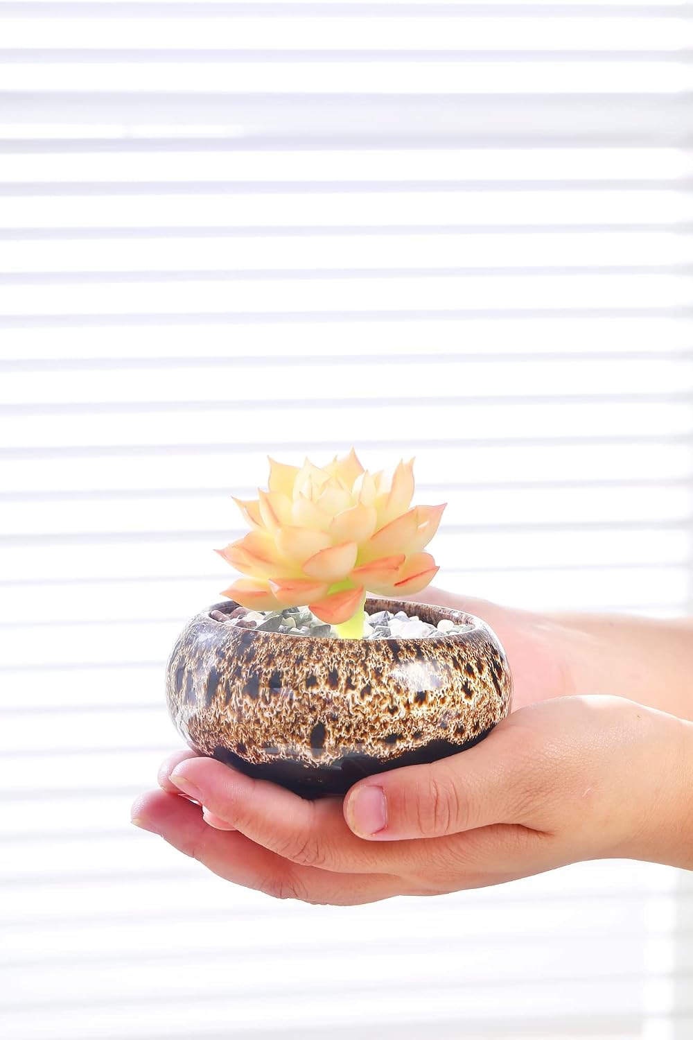 Cute Ceramic Succulent Garden Pots, Planter with Drainage and Attached Saucer, Set of 5 -Plants Not Included (Vivid