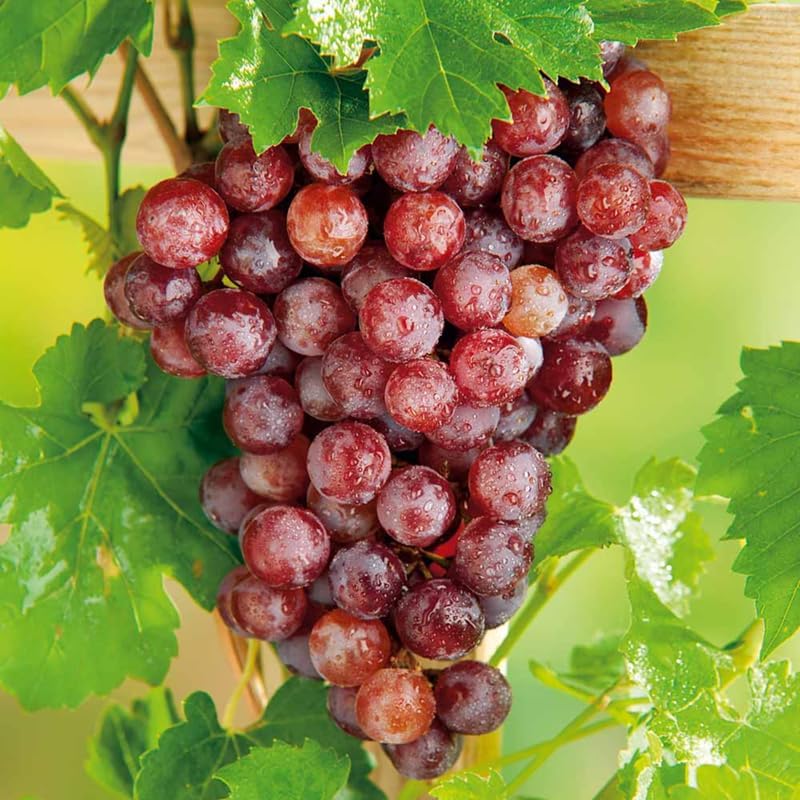 Red Grape Live Plant, Perennial Fruit Vine | 2 Year Old, Self Fruitful, Moderate Watering, Full Sun, Well-Drained Soil