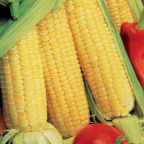 Park Seed Ultimate Vegetable Soup Seed Collection – Non-GMO Heirloom Garden Kit with Onion, Carrot, Celery, Roma Tomato