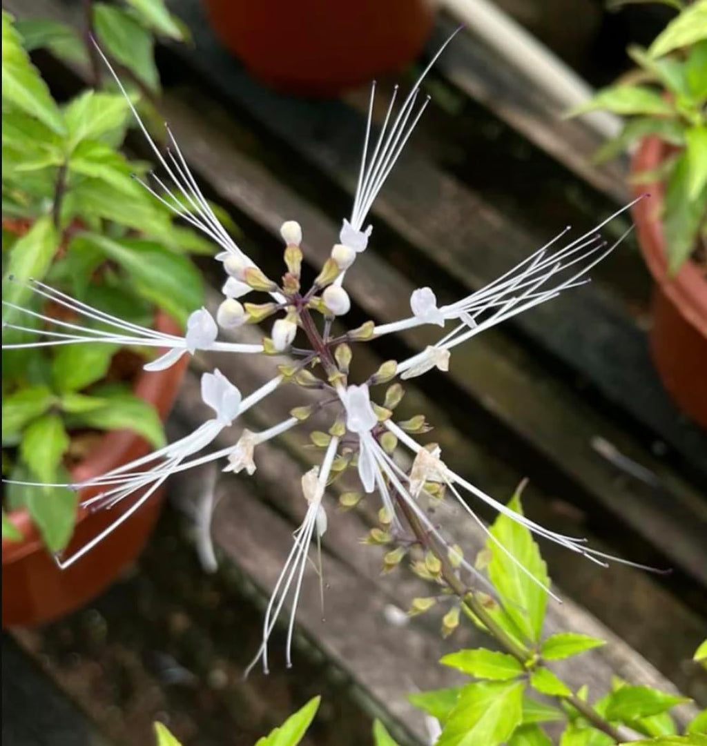 White Cat Whiskers Live Plants - Pack of 2 - Orthosiphon Stameneus - Kidneys Tea Plant - Java Tea Perennial Flowering