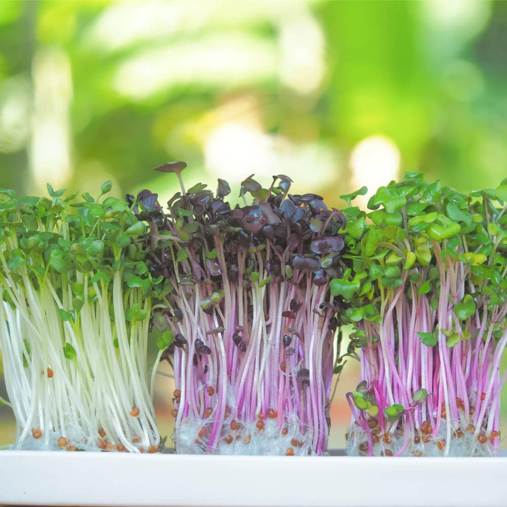 Microgreens Variety Pack (10 Varieties, 2 LBS+, Cabbage, Broccoli, Beet, Radish, Kale, Collard, Mustard, Arugula
