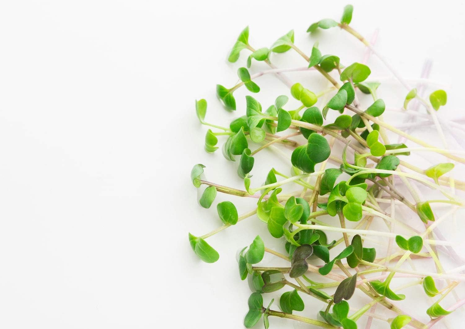 Food to Live Organic Arugula Sprouting Seeds, 2 Pounds – Non-GMO, Kosher, Great for Sprouting and Planting, High